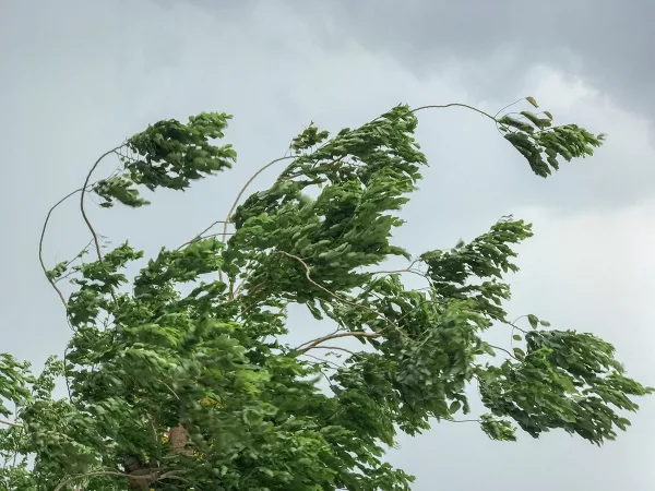A tree with green leaves bends sharply in strong wind under a cloudy gray sky, showing the force of the gusts.